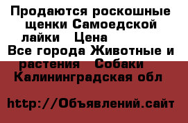 Продаются роскошные щенки Самоедской лайки › Цена ­ 40 000 - Все города Животные и растения » Собаки   . Калининградская обл.